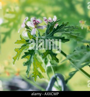 Géranium Pelargonium graveolens, parfumées, rose fleurs et feuilles vertes. Banque D'Images