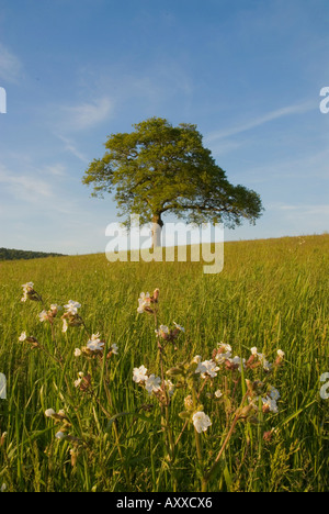 Europe Royaume-Uni Angleterre Surrey l'arbre de chêne et de fleurs sauvages dans la zone Banque D'Images