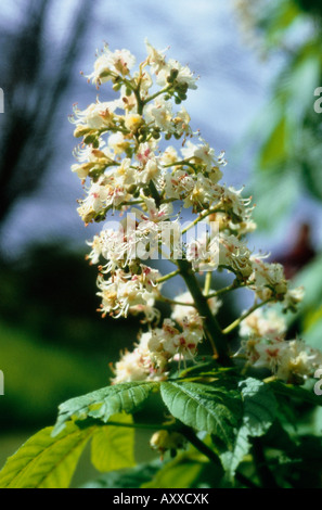 Horse Chestnut, cheval, châtaignier, Aesculus hippocastanum, crème, Aesculus hippocastanum, Banque D'Images