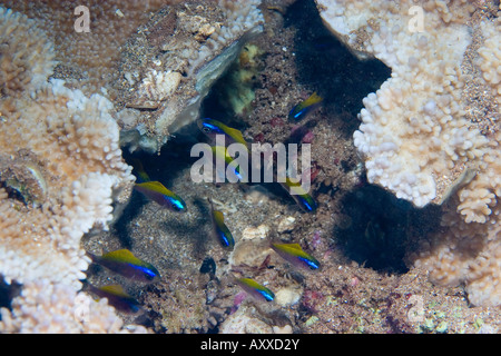 Les petits poissons sur un récif de corail à Maui, Hawaii Banque D'Images