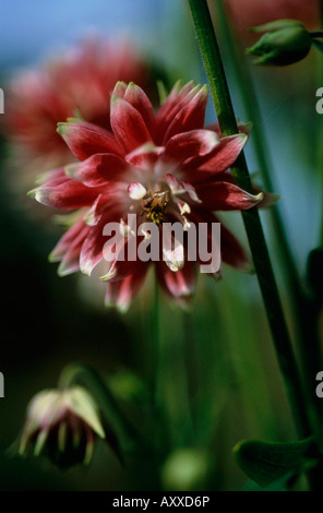 Aquilegia, ancolie, Aquilegia vulgaris 'Nora Barlow', rouge, Aquilegia vulgaris, Nora Barlow,, Banque D'Images