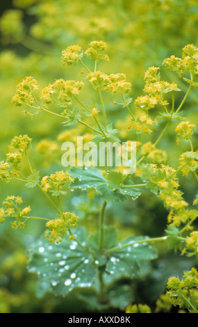 Alchémille, Lady's, manteau, Alchemilla mollis, jaune, Alchemilla mollis, Banque D'Images