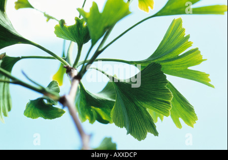 Le Ginkgo, Ginkgo biloba, arbre aux 40 écus, Close up de feuilles sur une branche. Banque D'Images