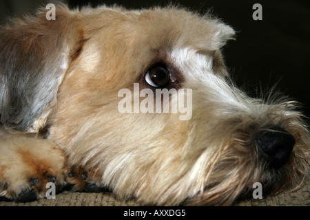 Wheaten Terrier libre Banque D'Images