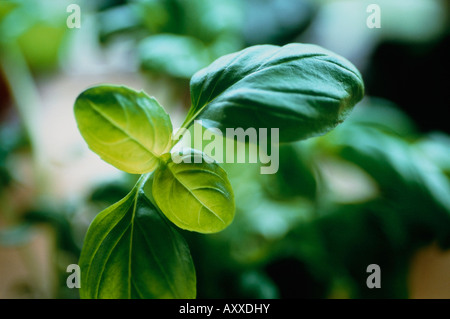 Le basilic, Ocimum basilicum, vert, Ocimum basilicum, Banque D'Images