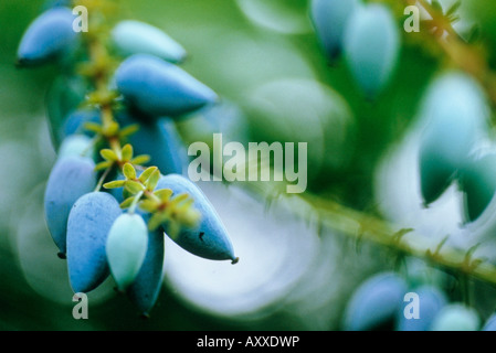 Mahonia, Close up of blue berries poussant sur un arbuste, Banque D'Images