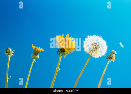 Le pissenlit, Taraxacum officinale Séquence d'images montrant plante du bouton à la fleur jaune aux semences réveil contre fond bleu Banque D'Images