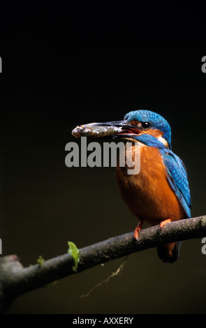 KIngfisher (Alcedo atthis), Bielefeld, Allemagne, NRW, Banque D'Images