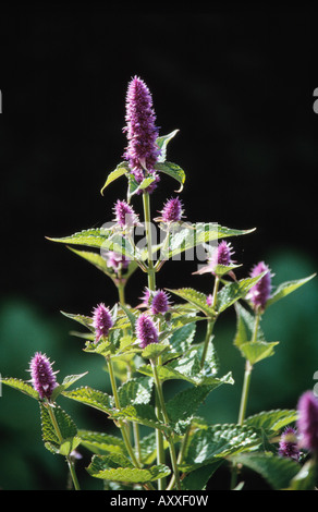 La Menthe, Mentha spicata, violet, Mentha spicata, Banque D'Images