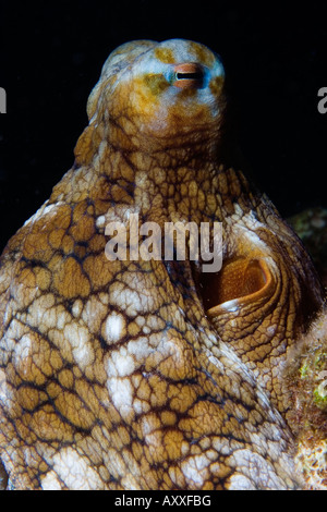 Octopus trouvés sur un récif à Maui, Hawaii Banque D'Images