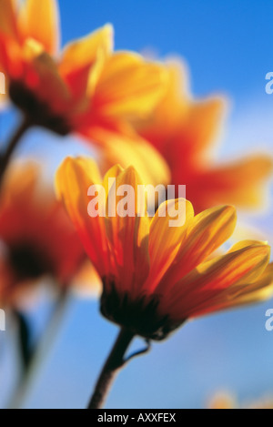 Chrysanthème, chrysanthème, Orange, Banque D'Images