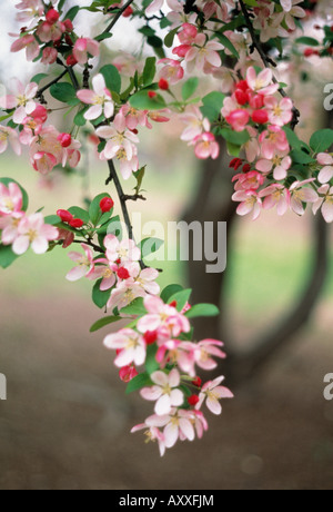 Cherry Plum, Prunus cerasifera, floraison Rose fleurs sur une branche d'arbre. Banque D'Images