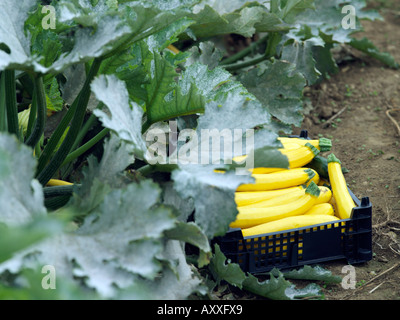 Courgettes Les courgettes en caisse en plastique Banque D'Images