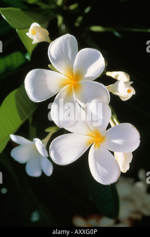 Frangipani, West Indian Jasmine, monoi, à l'Ouest, Indiens, Jasmine, Plumeria Alba, Blanc, Plumeria Alba, Banque D'Images