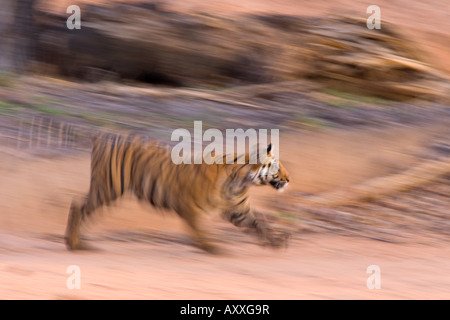 Tigre du Bengale (Panthera tigris), Bandhavgarh, Madhya Pradesh, Inde Banque D'Images