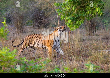 Tigre du Bengale (Panthera tigris), Bandhavgarh, Madhya Pradesh, Inde Banque D'Images