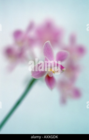 Orchid, espèce d'orchidée, amphibien, Phalaenopsis, rose, Banque D'Images