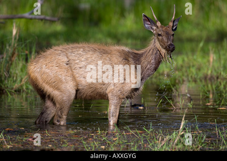 Cerfs Sambar, (Cervus unicolor), Bandhavgarh N.P., Madhya Pradesh, Inde Banque D'Images