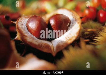 Horse Chestnut, conker, cheval, châtaignier, conker, Aesculus hippocastanum, Brown, Aesculus hippocastanum, Banque D'Images