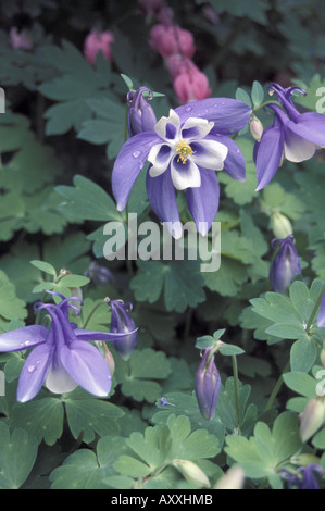 Aquilegia dans un jardin anglais avec le Cœur en arrière-plan Banque D'Images