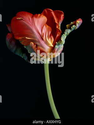 Tulip, Parrot tulip, perroquet, Tulipa 'Oiseau de paradis', rouge, Tulipa, oiseau de paradis,, Banque D'Images