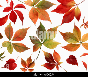 Virginia creeper, Virginie, vierge, Parthenocissus quinquefolia, rouge, Parthenocissus Parthenocissus quinquefolia, Banque D'Images