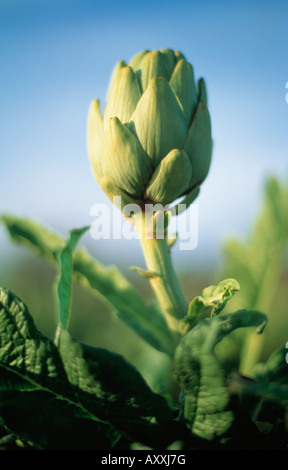 L'artichaut, Cynara scolymus, Vert tête contre un ciel bleu. Banque D'Images