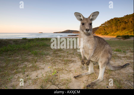 Kangourou gris de l'Est, (Macropus giganteus), galets, Marramarang N.P., New South Wales, Australie Banque D'Images
