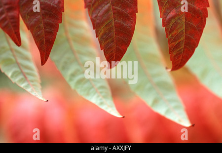 Sumach, Rhus typhina, rouge, Rhus typhina, Banque D'Images