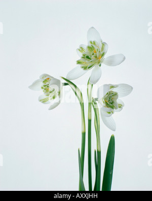 Snowdrop, Double, Double snowdrop, Galanthus nivalis, Blanc, Galanthus nivalis, Banque D'Images