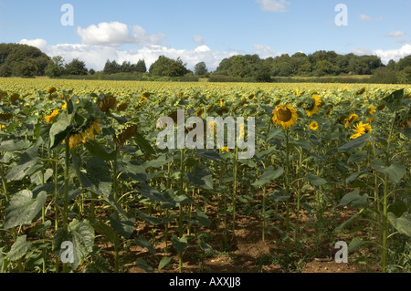 Champ de tournesols Banque D'Images