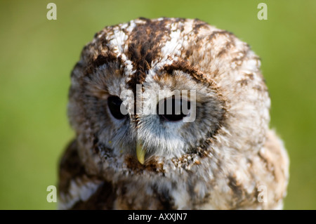 Effraie des clochers Tyto alba Banque D'Images