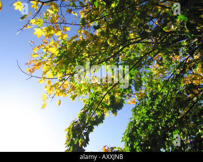 Arbre à feuilles sur le début de l'automne commence à changer de couleur Banque D'Images