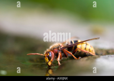 Frelon européen, (Vespa crabro), Bielefeld, Nordrhein Westfalen, Allemagne Banque D'Images