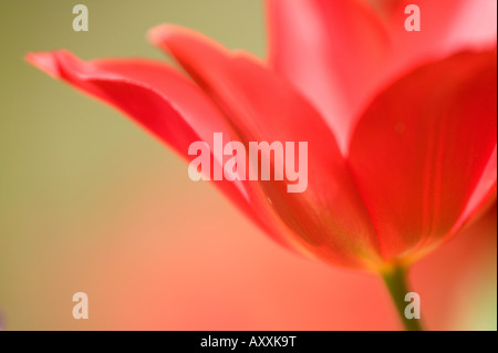 Tulip, Tulipa (spec.), Bielefeld, NRW, Allemagne Banque D'Images