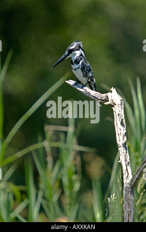 Un pied kingfisher assis sur une branche surplombant un étang, vue portrait Banque D'Images