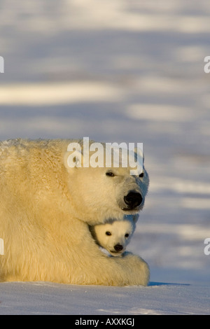 L'ours polaire, avec leurs petits (Ursus maritimus), Churchill, Manitoba, Canada Banque D'Images