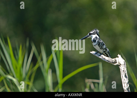 Un pied kingfisher assis sur une branche surplombant un étang, vue paysage Banque D'Images