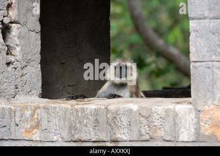 Langur commun, (animaux singe écureuil), Bandhavgarh N.P., Madhya Pradesh, Inde Banque D'Images