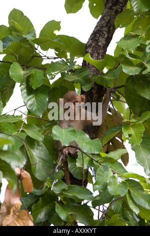 Macaque Rhésus (Macaca mulatta), Bandhavgarh N.P., Madhya Pradesh, Inde Banque D'Images