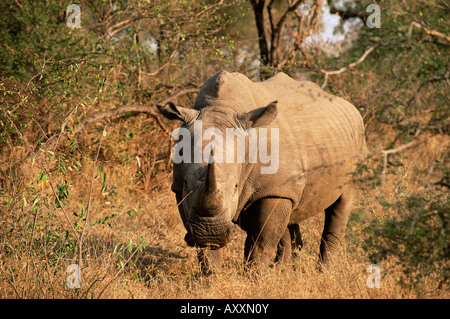 Le rhinocéros blanc (Ceratotherium simum), Mala Mala Game Reserve, Sabi Sand Park, Afrique du Sud, l'Afrique Banque D'Images