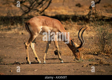 Impala (Aepyceros melampus), Mashatu, Botswana, Africa Banque D'Images