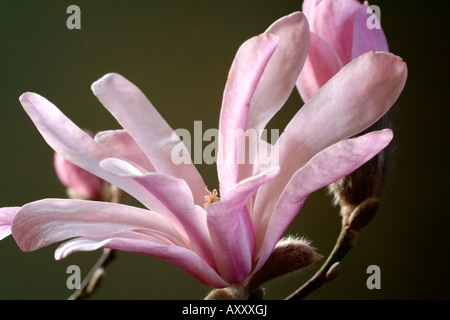 MAGNOLIA X LOEBNERI LEONARD MESSEL AGM Banque D'Images