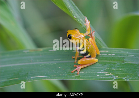 Hyperolius viridiflavus jaune grenouille reed reesi Kilombero Valley Tanzanie Banque D'Images