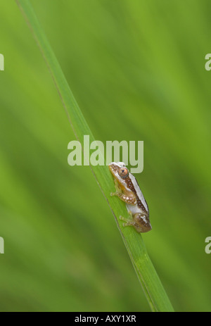 Reed grenouille dans la vallée de Kilombero Tanzanie Banque D'Images