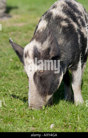 Porc domestique (Sus scrofa domesticus) Banque D'Images