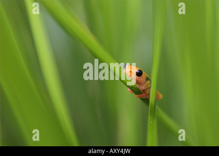 Hyperolius viridiflavus jaune grenouille reed reesi Kilombero Valley Tanzanie Banque D'Images