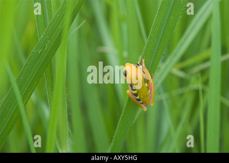 Hyperolius viridiflavus jaune grenouille reed reesi Kilombero Valley Tanzanie Banque D'Images