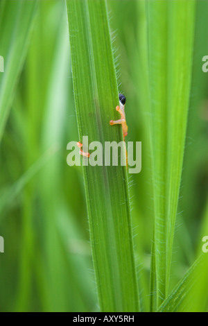 Hyperolius viridiflavus jaune grenouille reed reesi Kilombero Valley Tanzanie Banque D'Images