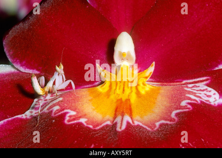 Orchid Mantis (Hymenopus coronatus) assis bien camouflée dans un orchid blossom Banque D'Images